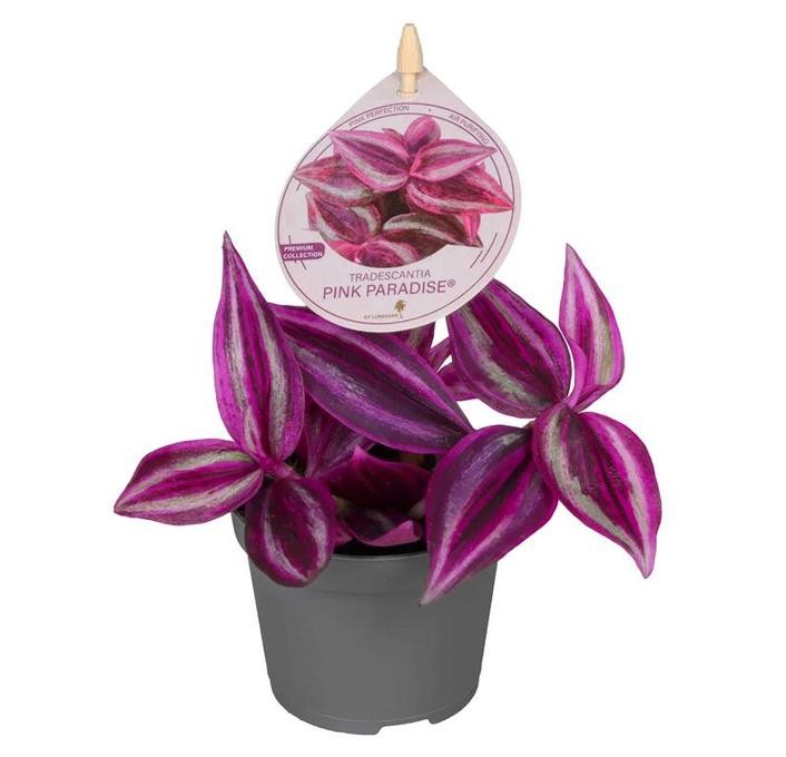 Tradescantia  'Pink Paradies'   T 6   MINI