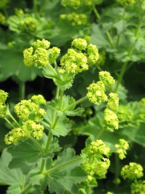 Alchemilla mollis T 17
