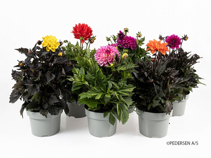 Dahlia-Hybriden   T 17   MIX