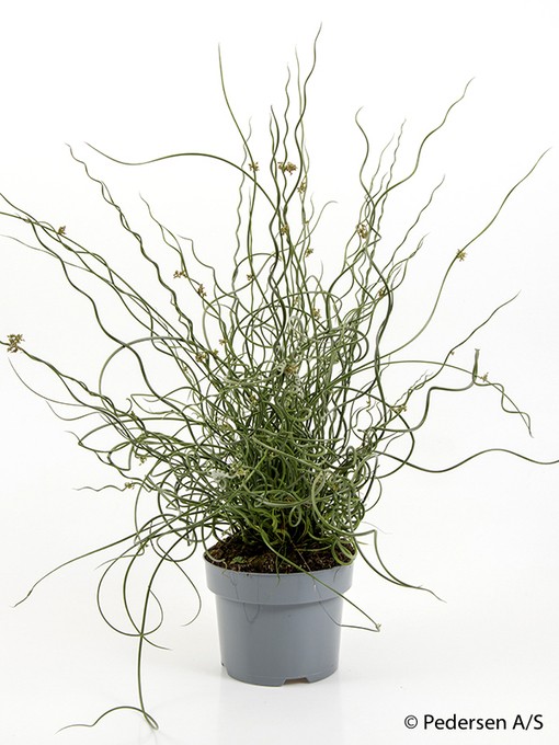 Juncus effusus spiralis 'Super Curl'   T 17