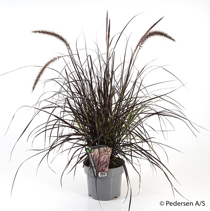 Pennisetum advena 'Rubrum' T 17