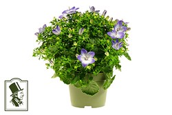 Campanula   T 10,5   'Fancy Me'