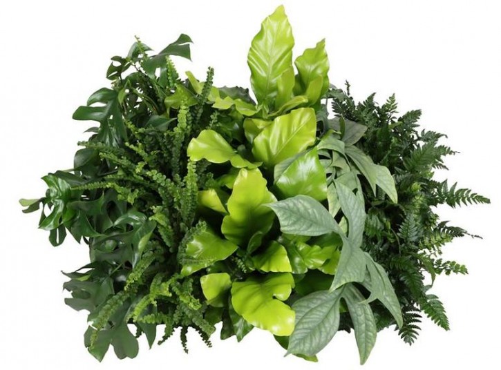 Grünpflanzen-Sortiment "Exclusiv Green Mix"   T 10,5