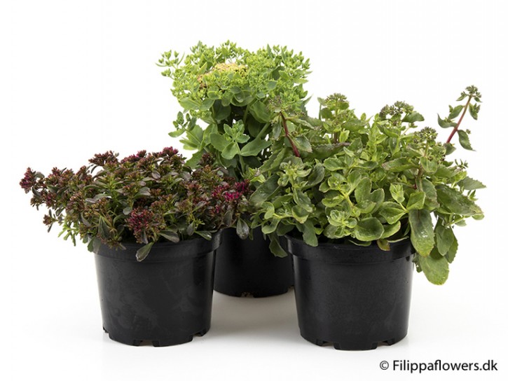 Sedum acre   T 21   MIX