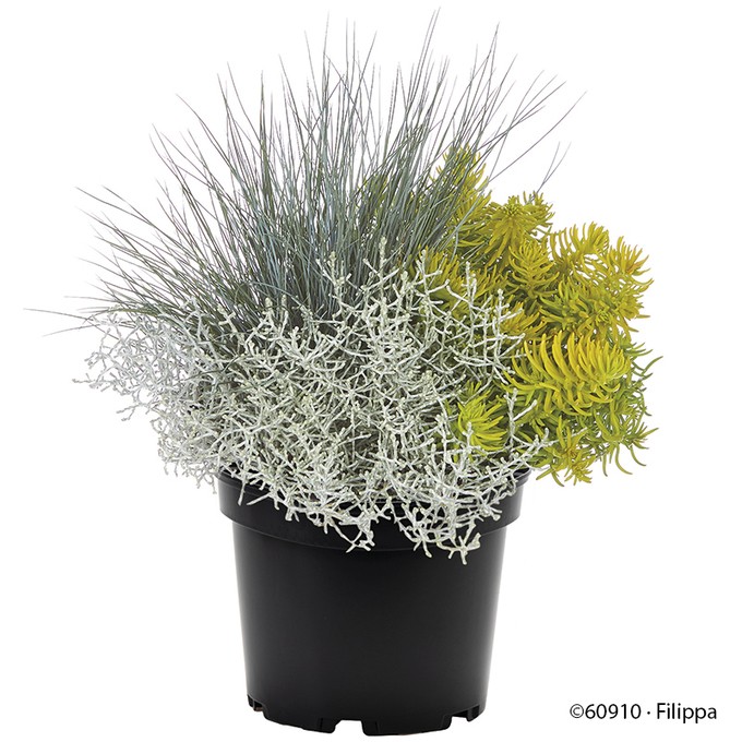 Herbst-TRIO 'Silver Fun'   T 21