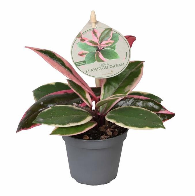 Hoya carnosa 'Tricolor' T 6   MINI