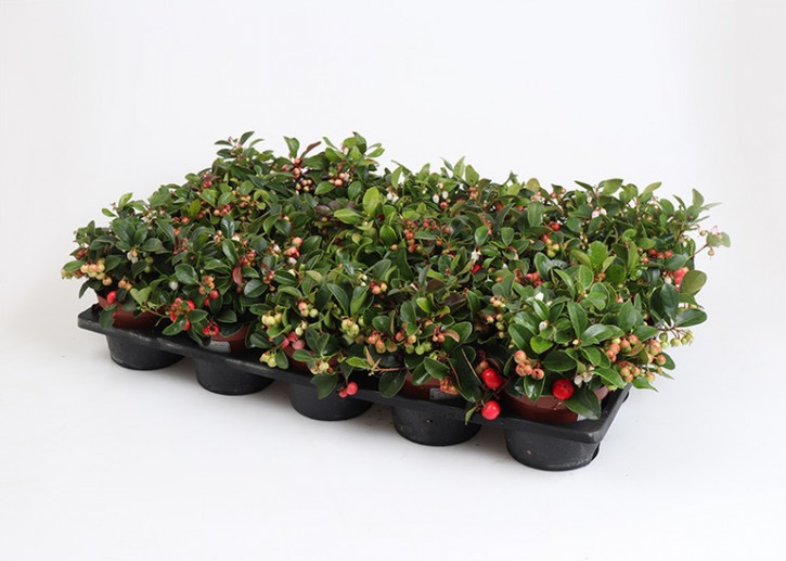 Gaultheria procumbens    T 10