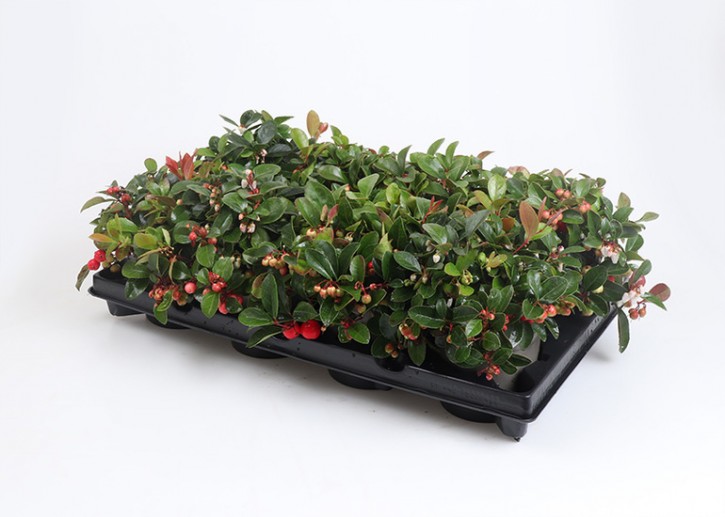 Gaultheria procumbens T 12