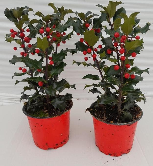 Ilex aquifolium 'Blue Angel' T 12 mit Beeren