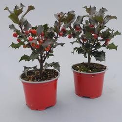 Ilex aquifolium 'Blue Angel' T 9   mit Beeren