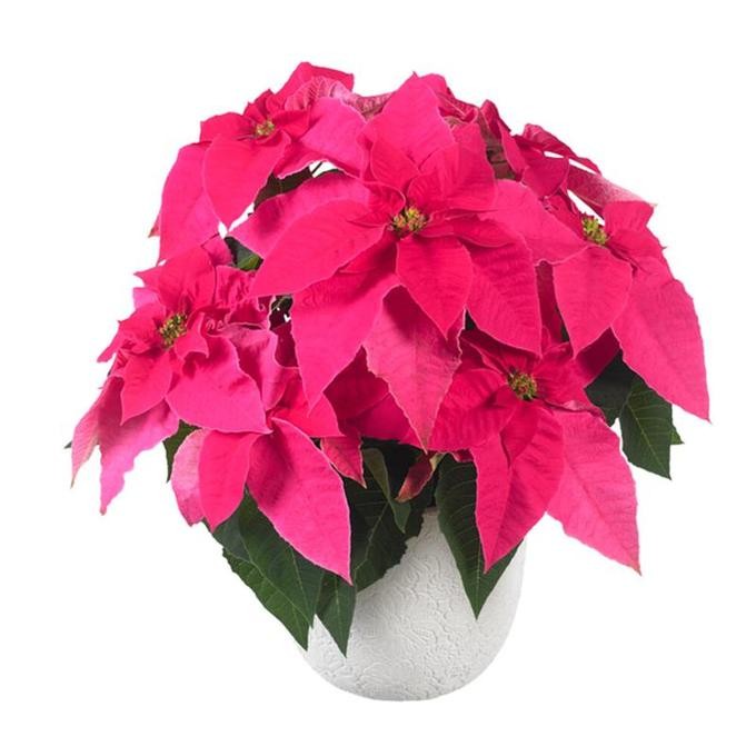 Euphorbia Pulcherrima Hybrid PRINCETTIA   T 13   "Hot Pink"