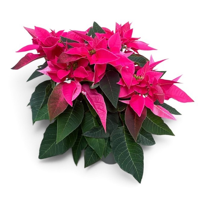 Euphorbia Pulcherrima Hybrid PRINCETTIA   T 13   "Dark Pink"