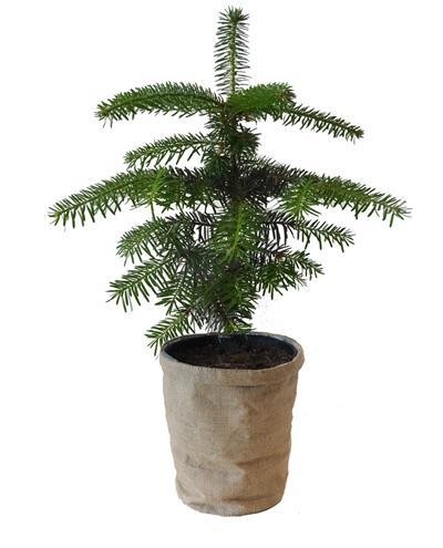 Abies nordmanniana  T 15 (im Topf gewachsen) mit Jutesack