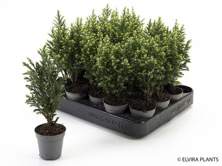 Chamaecyparis lawsoniana 'Snow 'White'   T 5,5   MINI