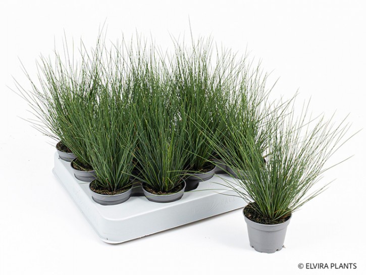 Festuca amethystina   T 6   MINI