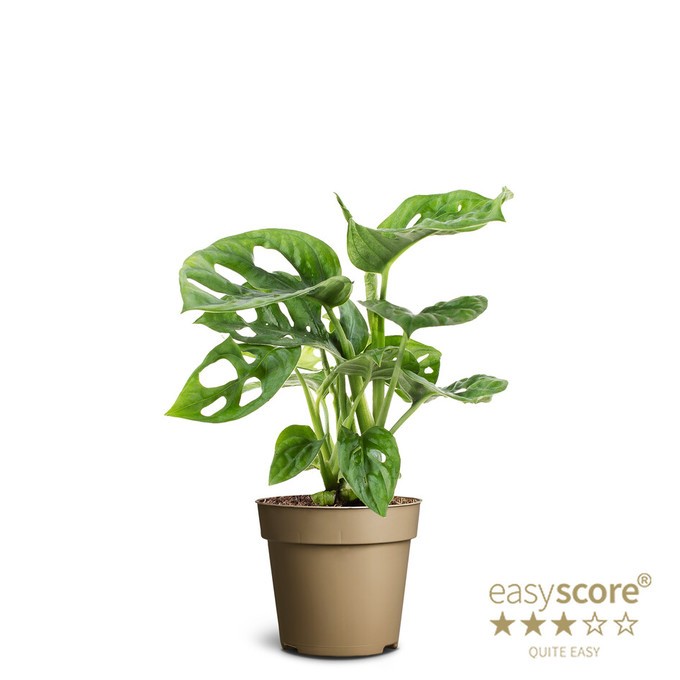 Monstera friedrichstahlii   T 9