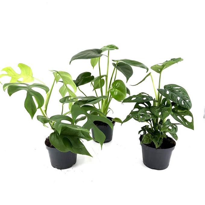 Monstera friedrichstahlii   T 12   MIX-Palette
