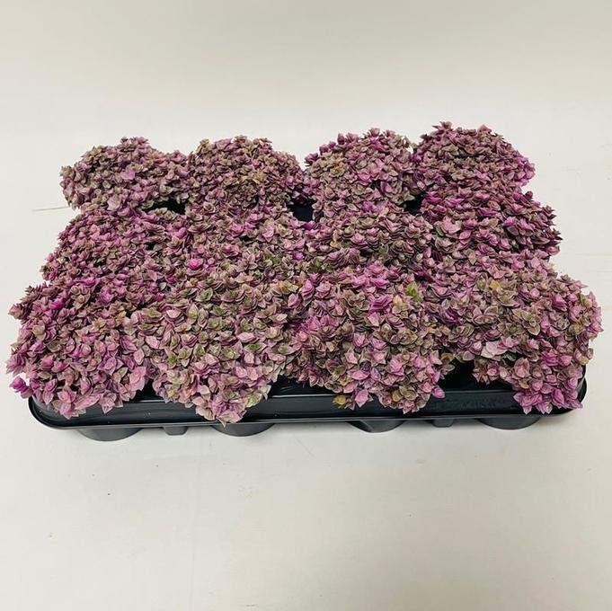 Callisia repens 'Rosato'  T 9