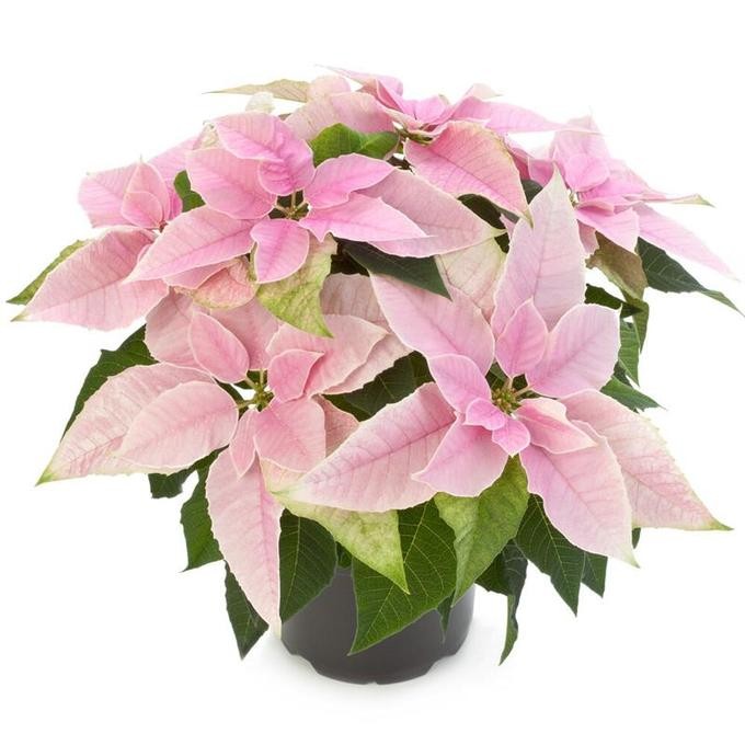 Euphorbia-Pulcherrima-Hybrid   T 13   ROSA