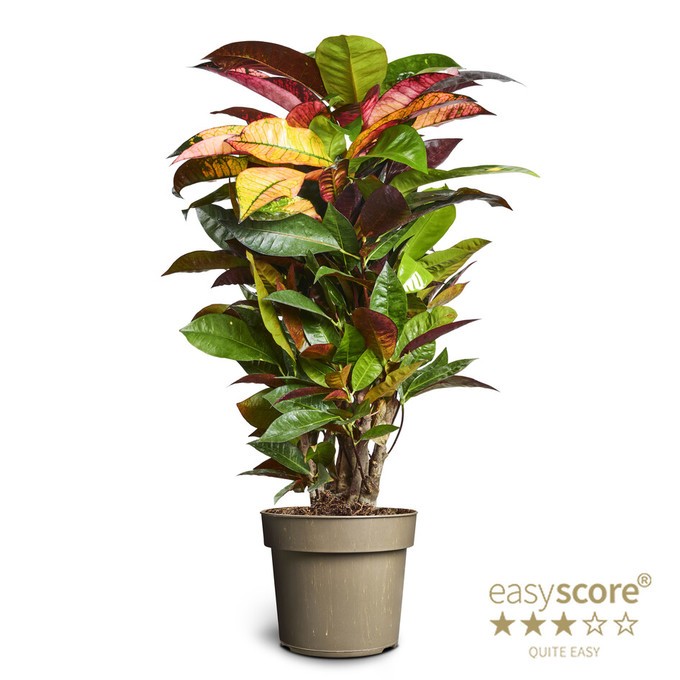 Codiaeum variegatum 'Mrs. Iceton'   T 17   80 cm