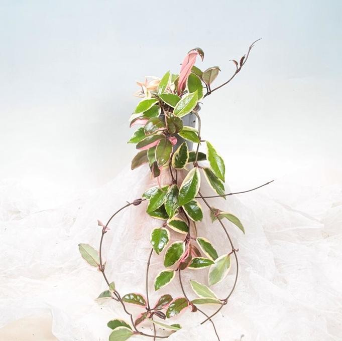 Hoya carnosa 'Flaminco Dream'  T 11   lange Ranken