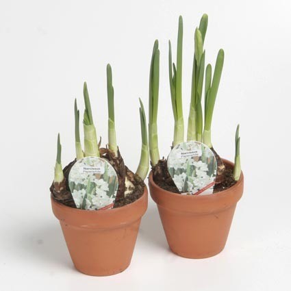 Narcissus cyclamineus 'Paperwhite'   T 9   Tontopf