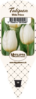 Tulipa-Hybriden 'White Prince'   T 10