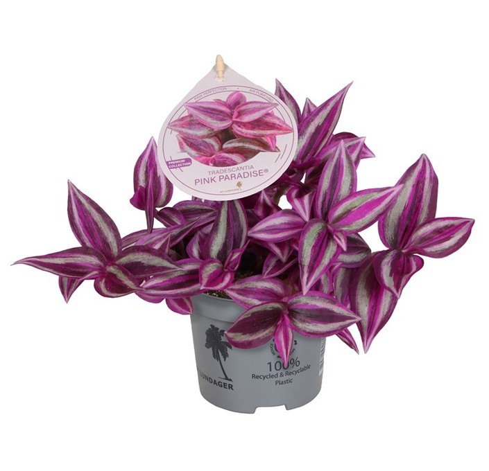 Tradescantia  'Pink Paradies'   T 9