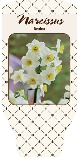 Narcissus  'Avalex' T 11