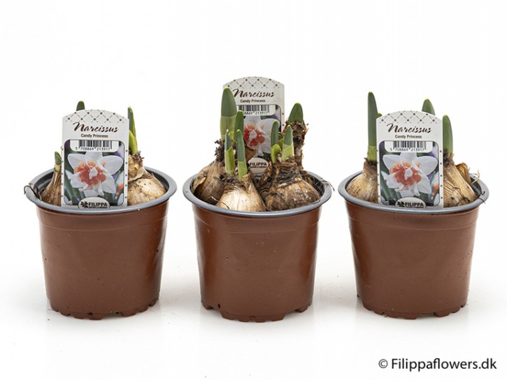Narcissus T 11 'Candy Princess'