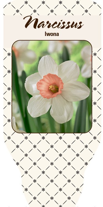 Narcissus T 11 'Iwona'