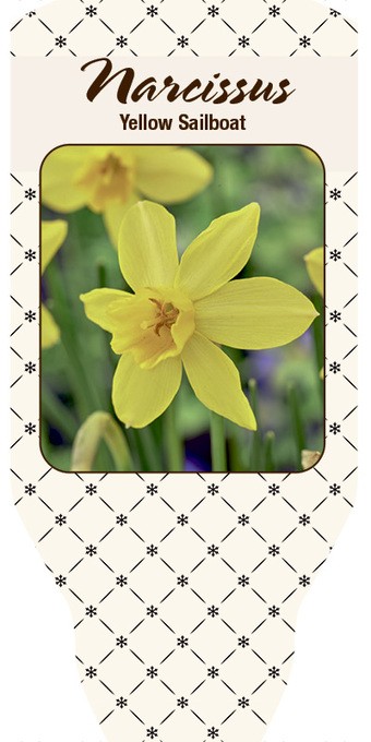 Narcissus T 11 'Yellow Sailboat'  (gelb)