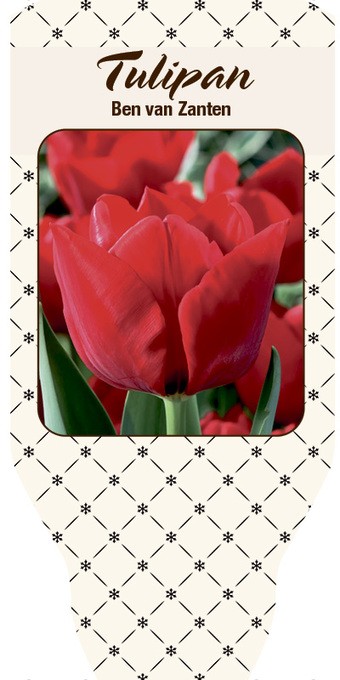Tulipa-Hybriden 'Ben van Zanten'   T 10
