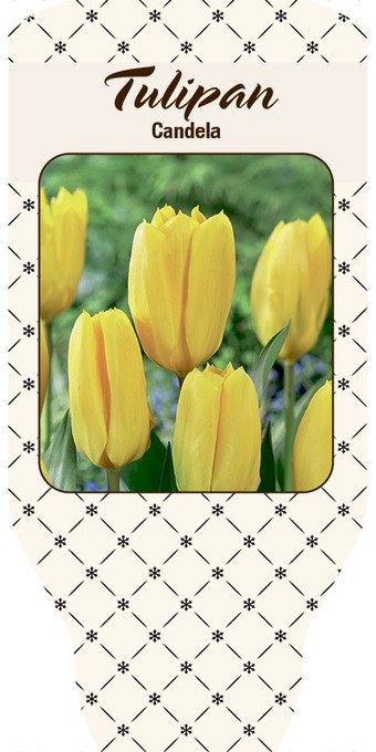 Tulipa-Hybriden 'Candela'   T 10