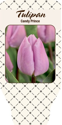 Tulipa-Hybriden 'Candy Prince'   T 10