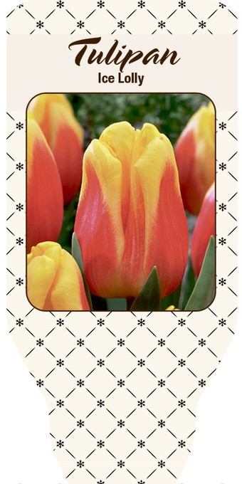 Tulipa-Hybriden 'Ice Lolly'