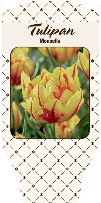 Tulipa-Hybriden 'Monsella'