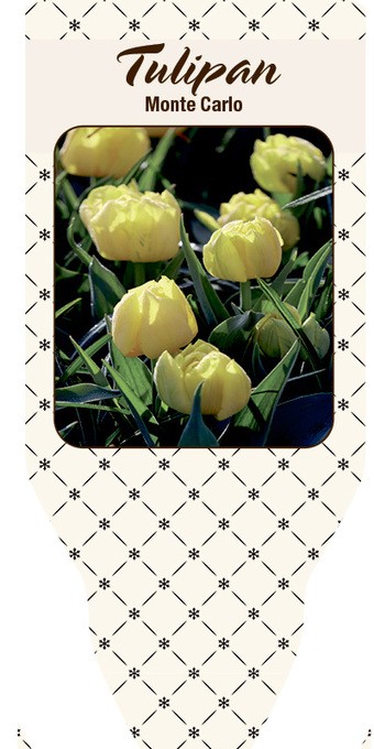 Tulipa-Hybriden 'Monte Carlo'