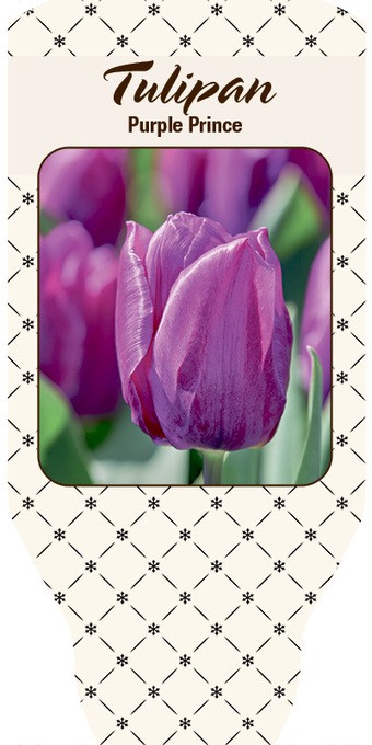 Tulipa-Hybrid 'Purple Prince'  T 10