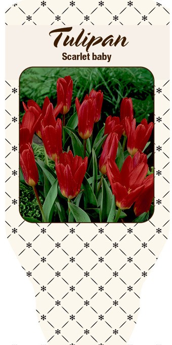 Tulipa-Hybrid   'Scarlet Baby'   (rot)   T 10