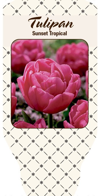 Tulipa-Hybrid   'Sunset Tropical'    T 10