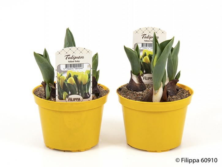Tulipa-Hybriden 'Yellow Baby'   T 10
