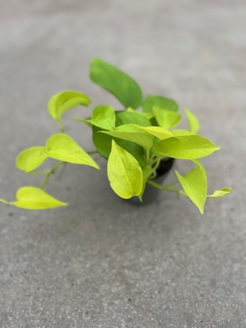 Epipremnum 'Neon'    T 10