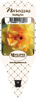 Narcissus T 11 'Sizzling Fire' (orange, gelb)