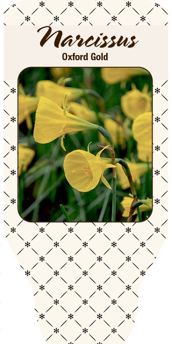 Narcissus T 11 'Oxford Gold' (gelbe Trompete)