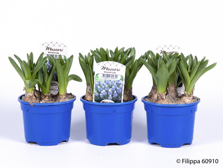 Muscari armeniacum 'Mountain Lady' T 9