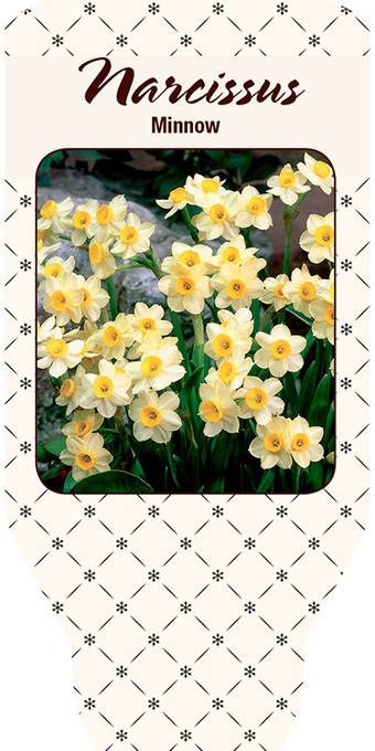 Narcissus cyclamineus   T 9   'Minnow'