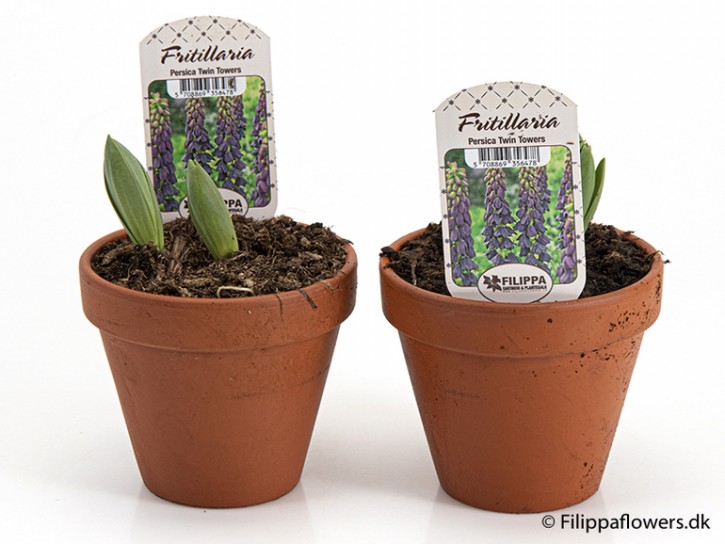 Fritillaria perica    T 12   Tontopf