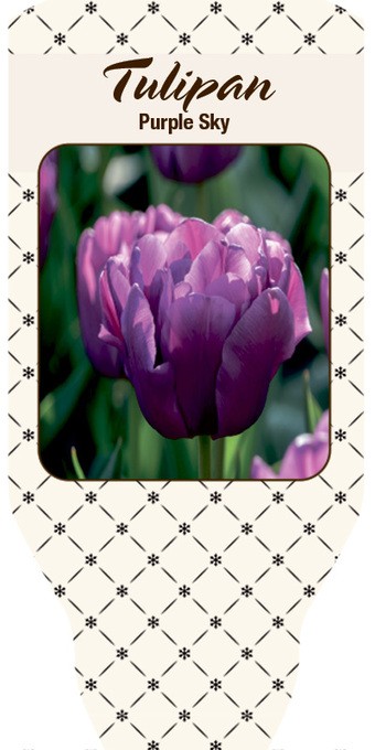Tulipa-Hybrid 'Purple Sky'  T 10