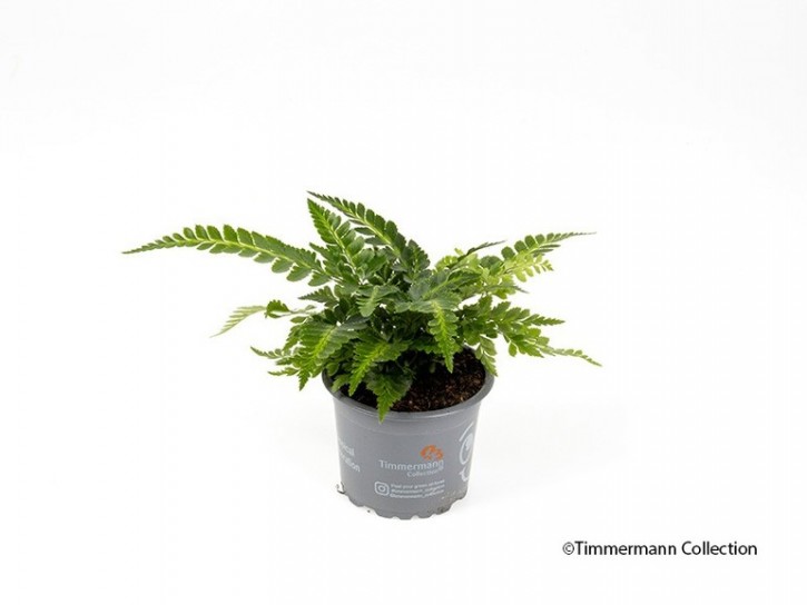 Arachnoides adiantiformis   T 9